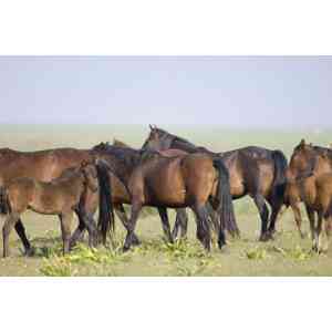 Click para ampliar. Pulsa en el nombre para ver la ficha. Caballo de retuertas 2